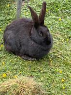 Konijnen nog maar 4x, Dieren en Toebehoren, Konijnen, Geslacht onbekend, Klein, 0 tot 2 jaar