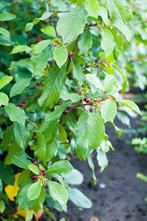 Sporkehout - Frangula alnus Vuilboom Bourdaine, Ophalen, Struik