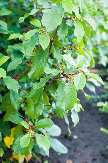 Sporkehout - Frangula alnus Vuilboom Bourdaine beschikbaar voor biedingen