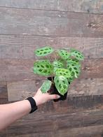Maranta variegata nr 53, Ophalen