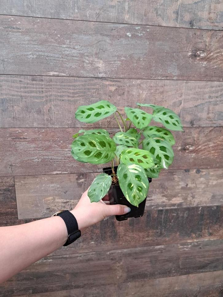 Maranta variegata nr 53, Huis en Inrichting, Kamerplanten, Ophalen
