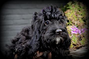Cockapoo juniorpup beschikbaar voor biedingen