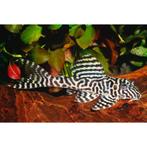2 Hypancistrus L066 (King Tiger Pleco) – 7 à 9 cm, Vis, Zoetwatervis