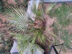 Palmboom, Tuin en Terras, Bloembollen en Zaden, Ophalen