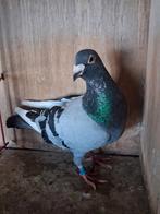 Vittess halve fond duiven., Dieren en Toebehoren, Vogels | Duiven, Meerdere dieren, Postduif