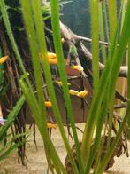 Molly's, Dieren en Toebehoren, Vis, Zoetwatervis, Schoolvis