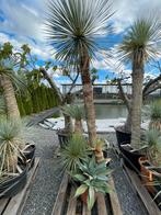 Lot van 4 yucca’s en agave (LOT 36), Ophalen, Vaste plant, Overige soorten, Volle zon
