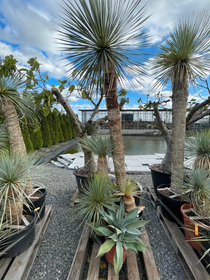 Lot van 4 yucca’s en agave (LOT 36), Tuin en Terras, Planten | Tuinplanten, Vaste plant, Overige soorten, Volle zon, Ophalen