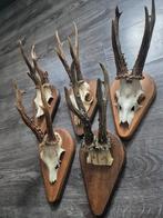 Massacre chevreuil   biche gibier, Collections, Collections Animaux, Enlèvement, Cerf