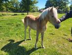 Super brave haflinger hengst jaarling te koop, Dieren en Toebehoren, Pony's, Hengst, D pony (1.37m tot 1.48m), Gechipt, 0 tot 2 jaar