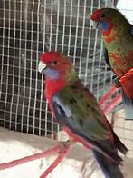 Rosella koppel, Dieren en Toebehoren, Meerdere dieren, Parkiet, Geringd
