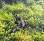 Shepsky, Dieren en Toebehoren, Honden | Herdershonden en Veedrijvers, België, CDV (hondenziekte), 8 tot 15 weken, Teef