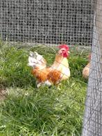 Chabo haan, Dieren en Toebehoren, Pluimvee, Mannelijk, Kip