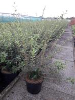 Osmanthus burkwoodii / schijnhulst, Ophalen