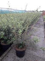 Osmanthus burkwoodii / schijnhulst, Ophalen