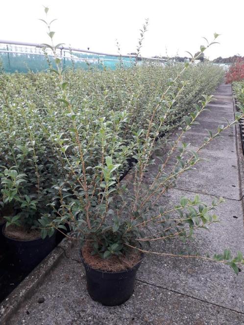 Osmanthus burkwoodii / schijnhulst, Tuin en Terras, Planten | Struiken en Hagen, Ophalen