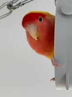 ik ZOEK ern agapornis pop, 7 jaar, Vrouwelijk, Dwergpapegaai of Agapornis, Geringd