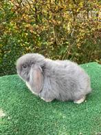 Nederlands hangoor/minilop, Dieren en Toebehoren, Hangoor