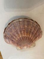 schelpen, Ophalen, Schelp(en)