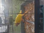 Papegaai, Dieren en Toebehoren