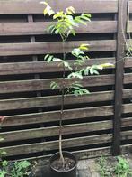 Notelaar - jonge walnotenboom te koop - 1,40m groot, Ophalen, Bloeit niet, Halfschaduw, Overige soorten