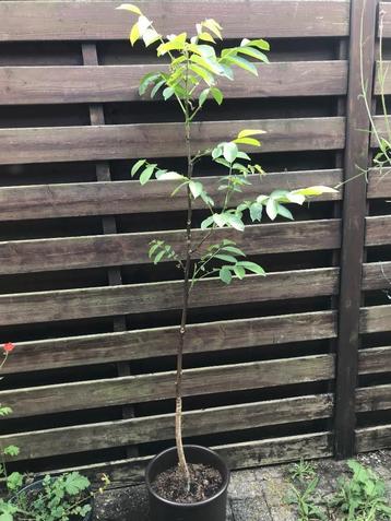 Notelaar - jonge walnotenboom te koop - 1,40m groot beschikbaar voor biedingen