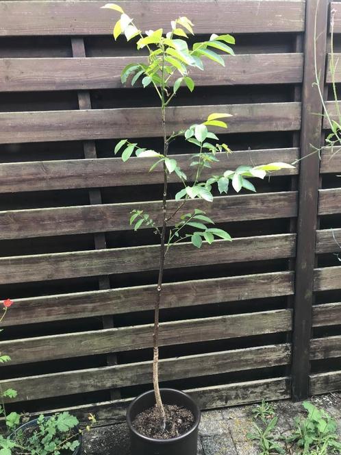 Notelaar - jonge walnotenboom te koop - 1,40m groot, Tuin en Terras, Planten | Bomen, Overige soorten, 100 tot 250 cm, Halfschaduw