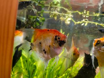 Allerhande vissen en planten voor in uw aquarium!  beschikbaar voor biedingen