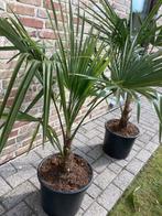 Trachycarpus Fortunei winterhard in pot, Tuin en Terras, Ophalen