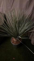 Yucca Rostrata, Jardin & Terrasse, Enlèvement ou Envoi