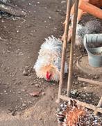 Cochin kriel krul haantje, Vacatures, Vacatures | Schoonmaak en Facilitaire diensten