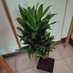 Kleine Yuccasoort, Mortsel, Ophalen