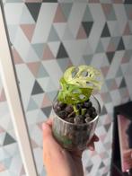 Monstera adansonii mint, Huis en Inrichting, Ophalen of Verzenden