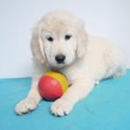 Golden Retriever - reutjes - Belgische pups te koop, CDV (hondenziekte), Meerdere, Golden retriever, België