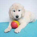 Golden Retriever - reutjes - Belgische pups te koop, Dieren en Toebehoren, CDV (hondenziekte), Meerdere, Golden retriever, België