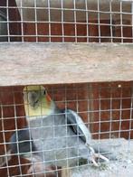 Koppel grijze valkparkieten, Dieren en Toebehoren, Vogels | Parkieten en Papegaaien