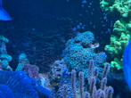 Euphyllia hamer koraal, Overige typen, Zoutwatervis