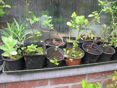 Petites plantes à 1 € pièce, Tuin en Terras, Planten | Tuinplanten, Vaste plant, Overige soorten, Ophalen