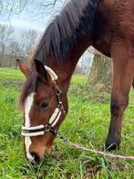 ‼️Topper met veel toekomst! Hengstenveulen 1,7 j., Dieren en Toebehoren, Paarden, Springpaard, Gechipt, 0 tot 2 jaar, Hengst