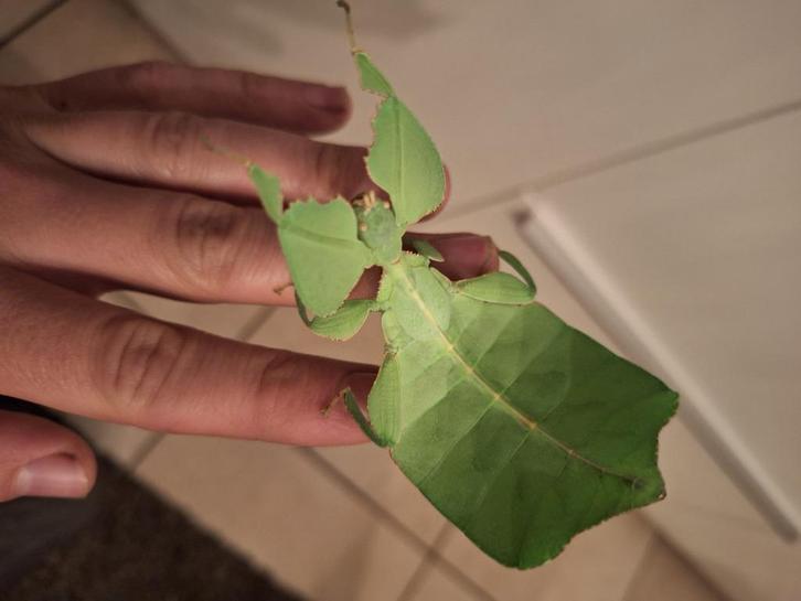 Wandelende bladeren (Cryptophyllium limogesi)., Dieren en Toebehoren, Insecten en Spinnen, Overige soorten