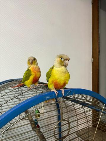 2 conures ananas EAM de 1 an