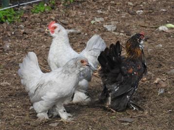 Te koop: Ukkelse baardkriel koppels beschikbaar voor biedingen
