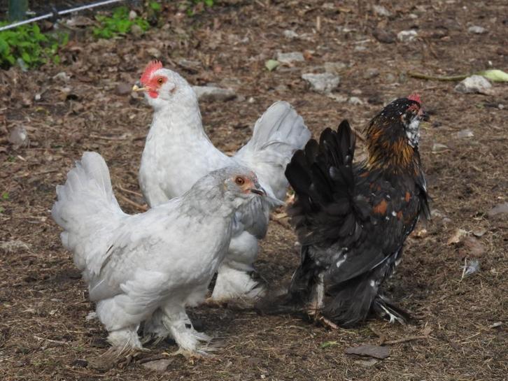Te koop: Ukkelse baardkriel koppels, Dieren en Toebehoren, Pluimvee, Kip, Meerdere dieren