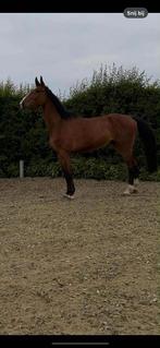 4 jarige ruin (Berlin x Jobolensky Sitte), Dieren en Toebehoren, Ruin, Zadelmak