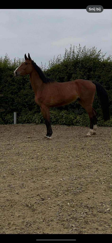 4 jarige ruin (Berlin x Jobolensky Sitte), Dieren en Toebehoren, Paarden, Ruin, Zadelmak