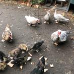Barberies, Dieren en Toebehoren, Pluimvee, Eend