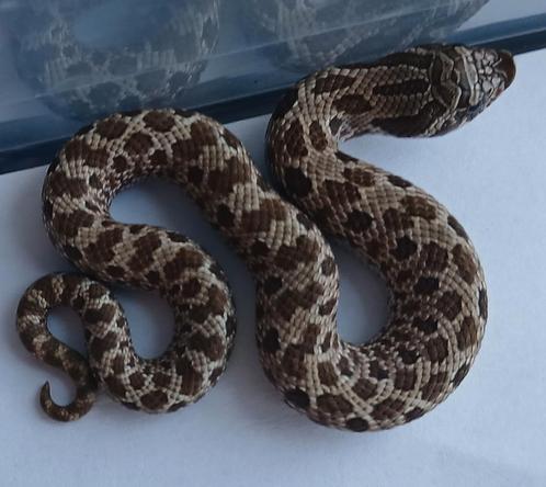 1.2 zeer mooi trio haakneuzen NK25, Dieren en Toebehoren, Reptielen en Amfibieën