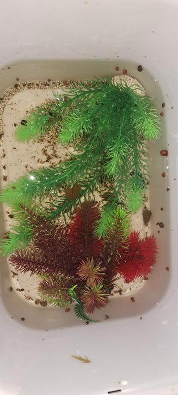  Aquarium Slakken Te Koop – Gezonde & Mooie Exemplaren  beschikbaar voor biedingen