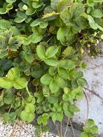 Bio Aardbeiplanten, Tuin en Terras, Ophalen of Verzenden