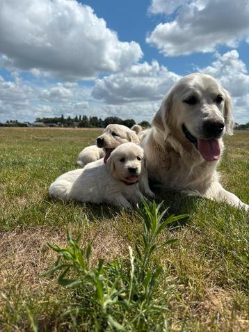 Nestje Golden Retriever pups beschikbaar voor biedingen